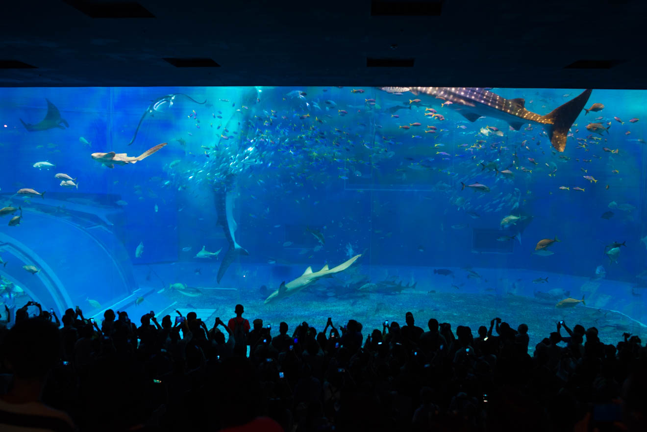 美ら海水族館 | 沖縄